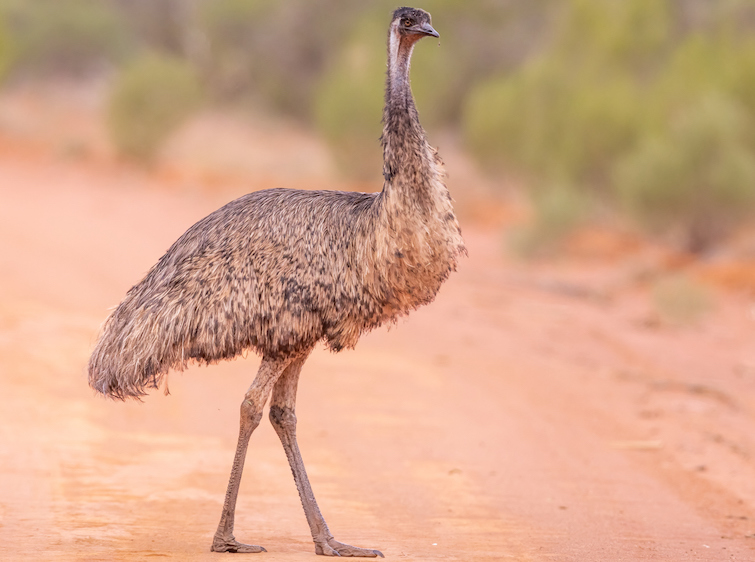 Taxon name: Mainland Emu
Taxon scientific name: Dromaius novaehollandiae novaehollandiae
Location: Gundabooka National Park, New South Wales, Australia