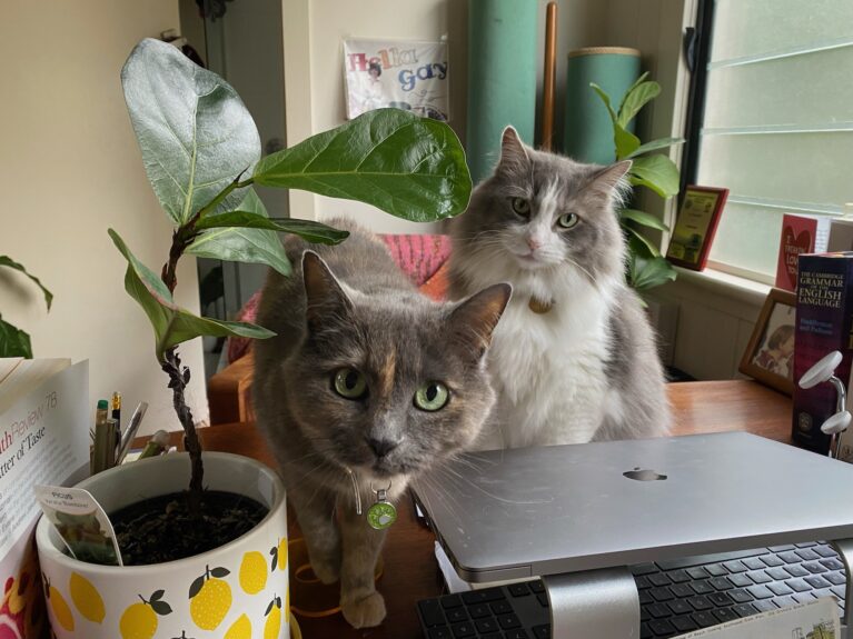 Two cats sitting with a closed laptop next to pot plant