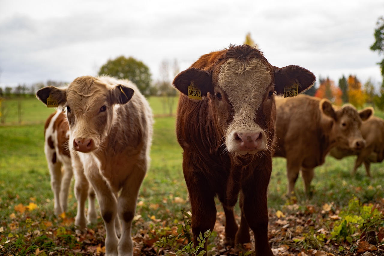 Image of cows from Leuchtturm81 at Pixabay