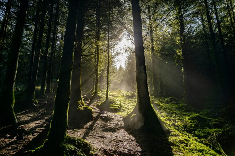 An image of a lush forest at sunrise. The tall, thin trees are cast in shadows as the sun rises in the background.
