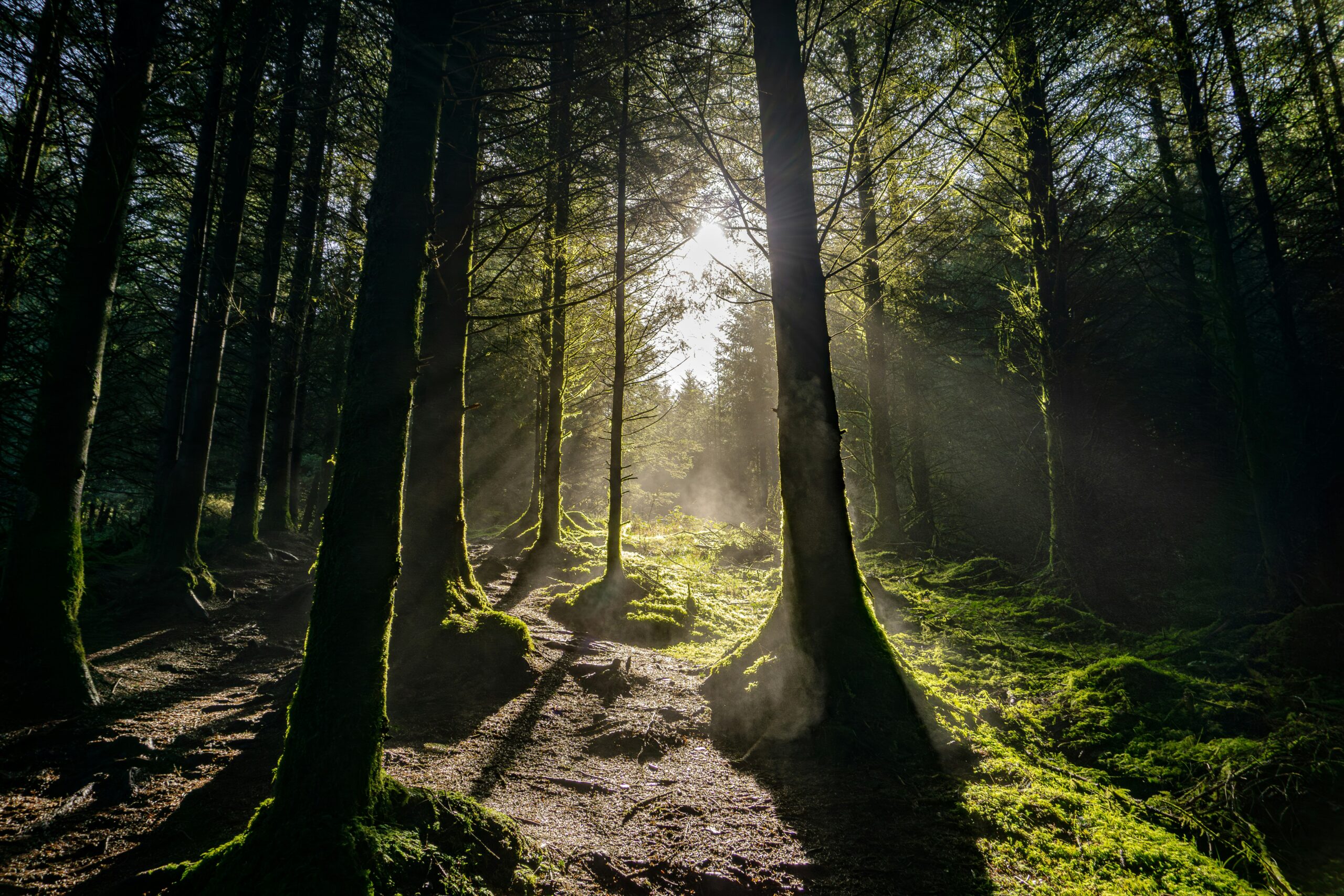 An image of a lush forest at sunrise. The tall, thin trees are cast in shadows as the sun rises in the background.
