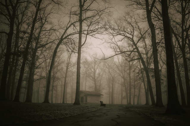 A misty forest with a house visible in the distance.