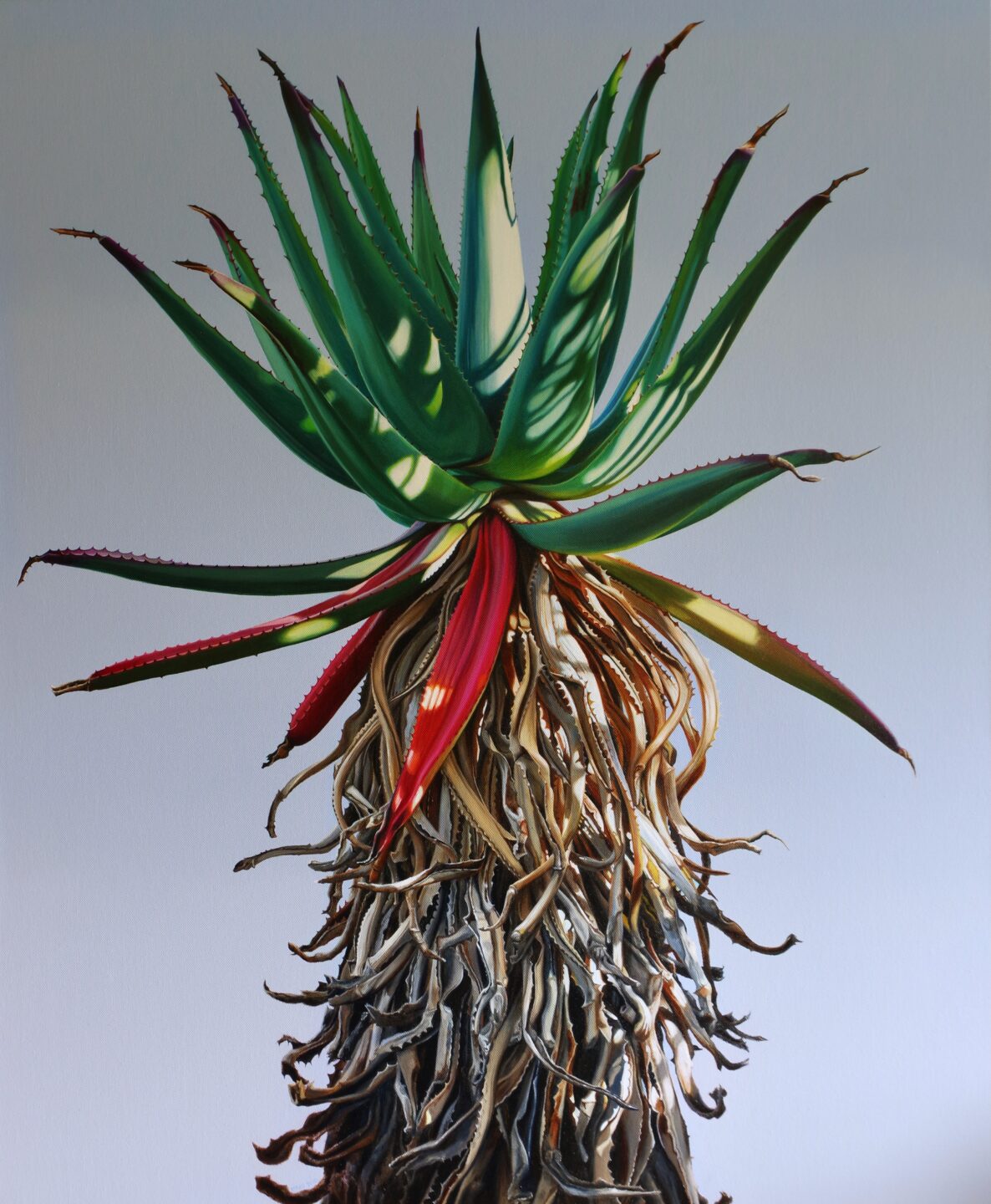 A realistic painting of an aloe vera plant.