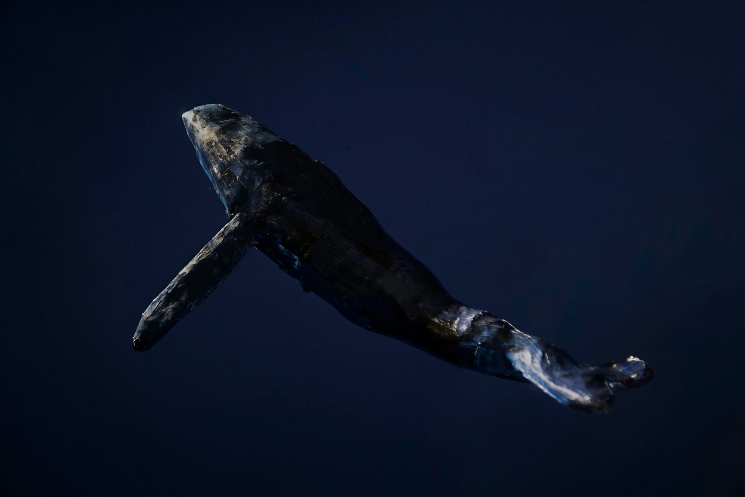 A whale swimming upwards towards the top left corner of the screen