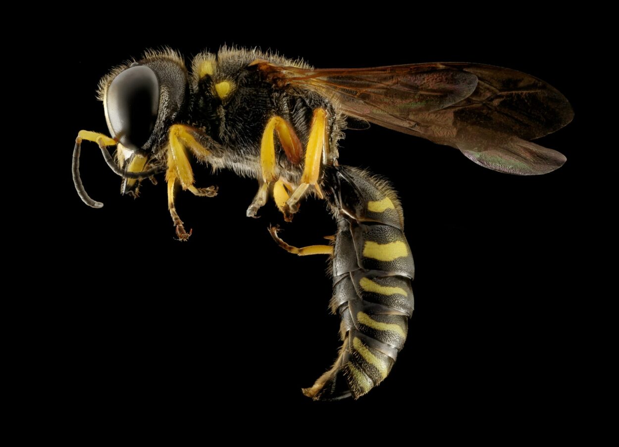 A wasp