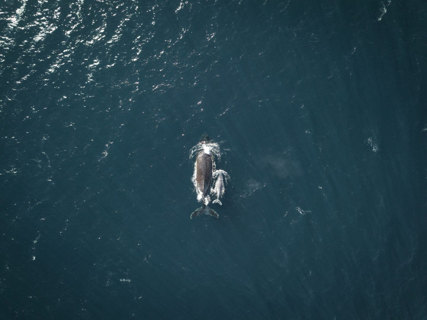 An aerial view of two whales swimming alongside one another.