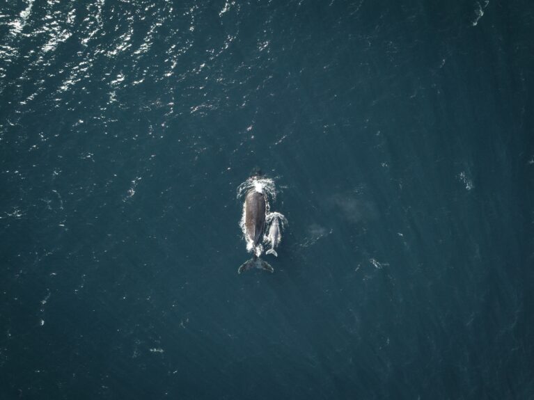 An aerial view of two whales swimming alongside one another.