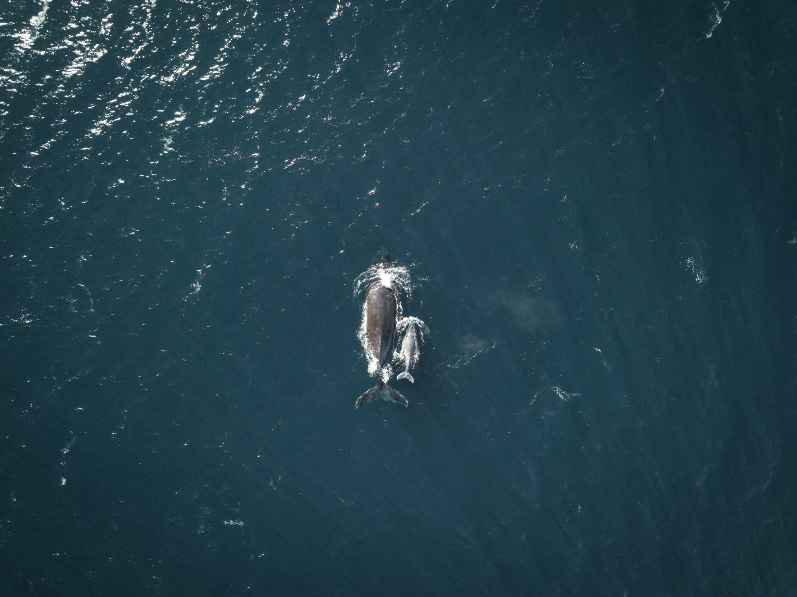 An aerial view of two whales swimming alongside one another.