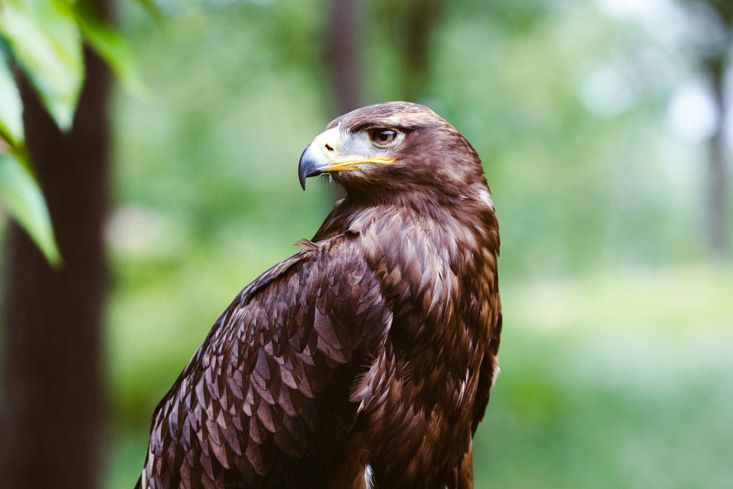 A close-up image of a red-tailed eagle.