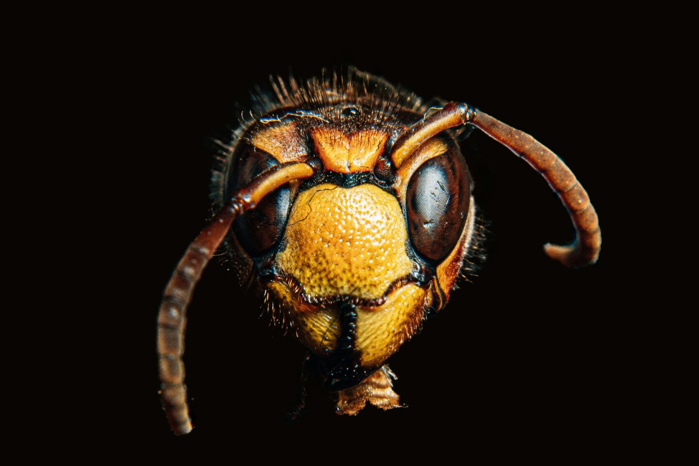 A close up image of a brown insect's face.