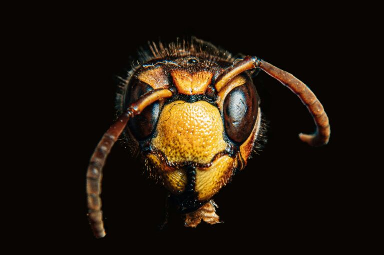 A close up image of a brown insect's face.
