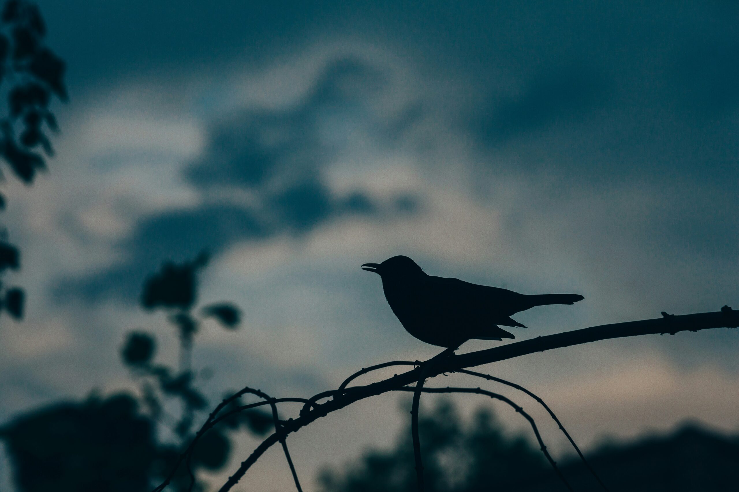 A silhouette of a blackbird on the thin branch of a tree