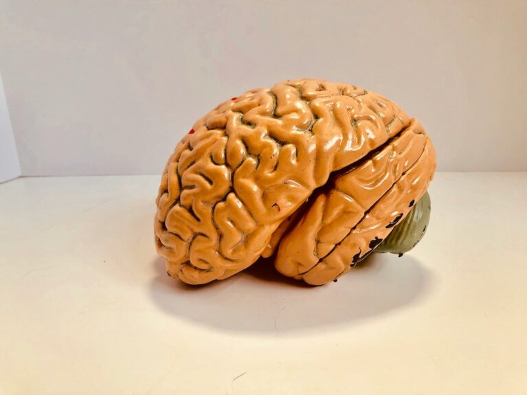 A sculpture of a brain