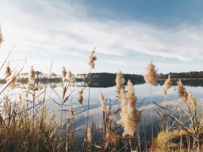A landscape photograph of wild grass by a lake