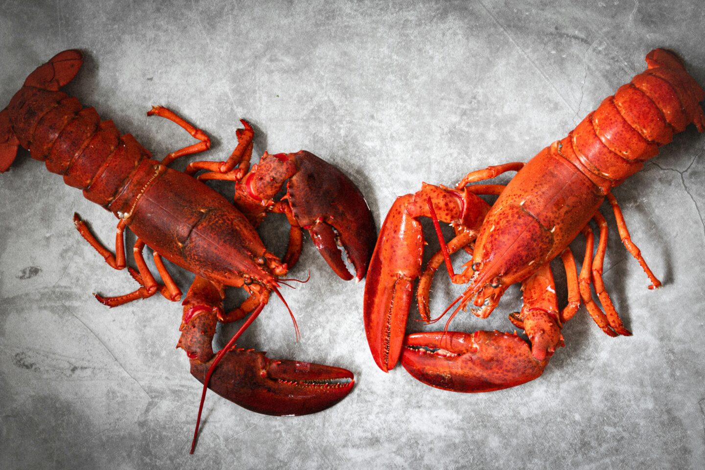 Two lobsters atop a grey bench