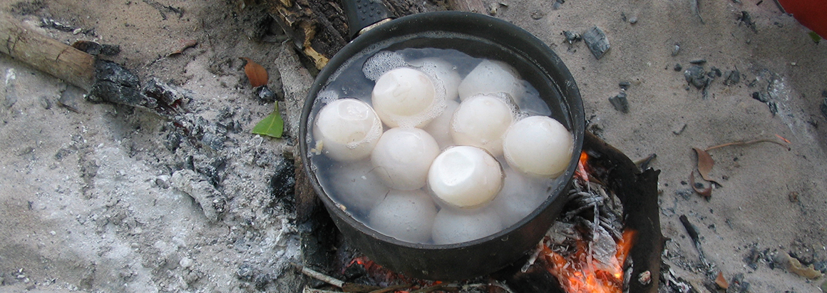 Boiling turtle eggs