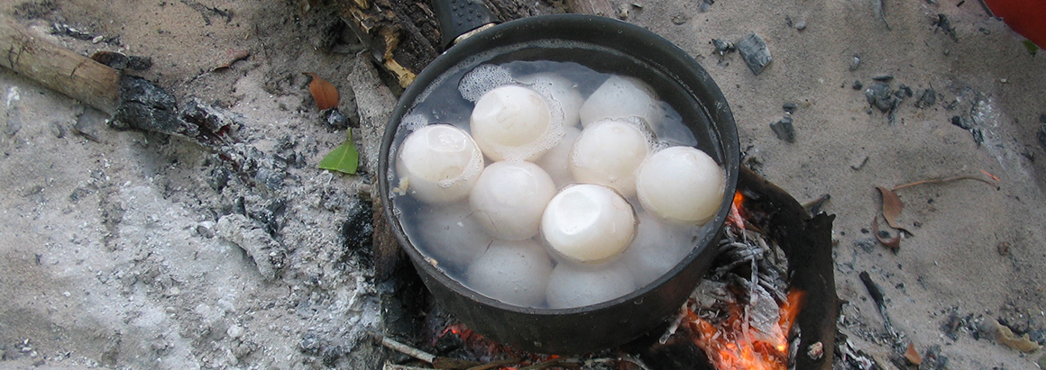 Boiling turtle eggs Boiling turtle eggs