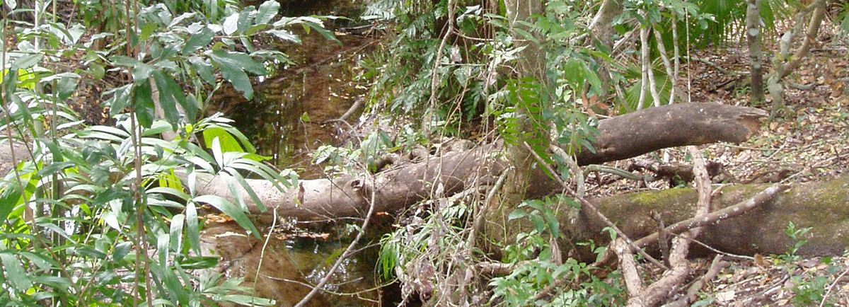 forrest and water forrest and water