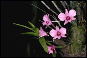 dendrobium-bigibbum